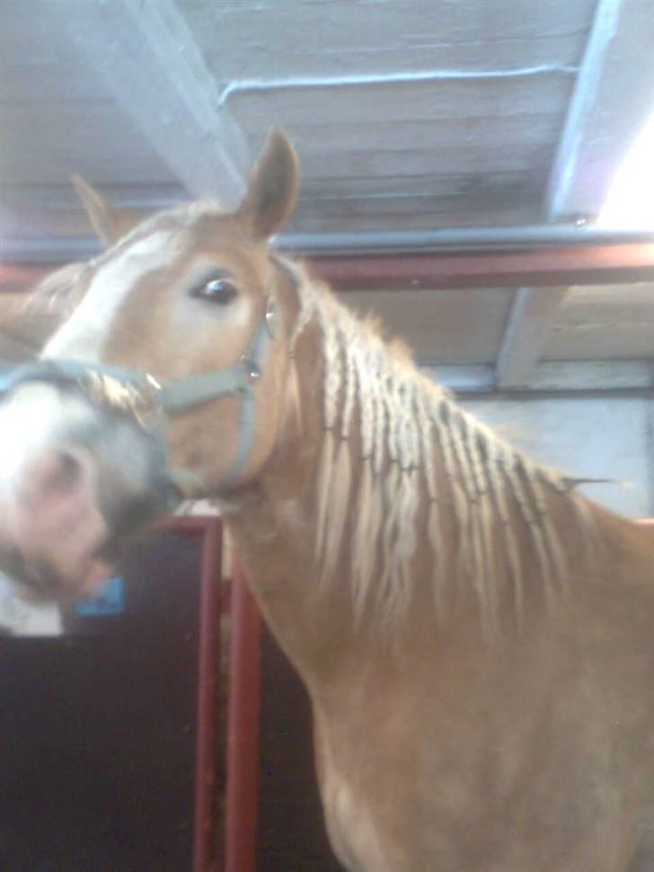 Haflinger Heraues billede 1