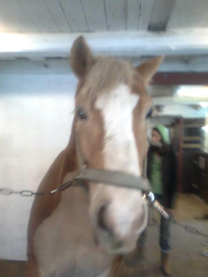 Haflinger Heraues billede 2