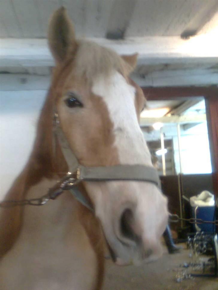 Haflinger Heraues billede 3