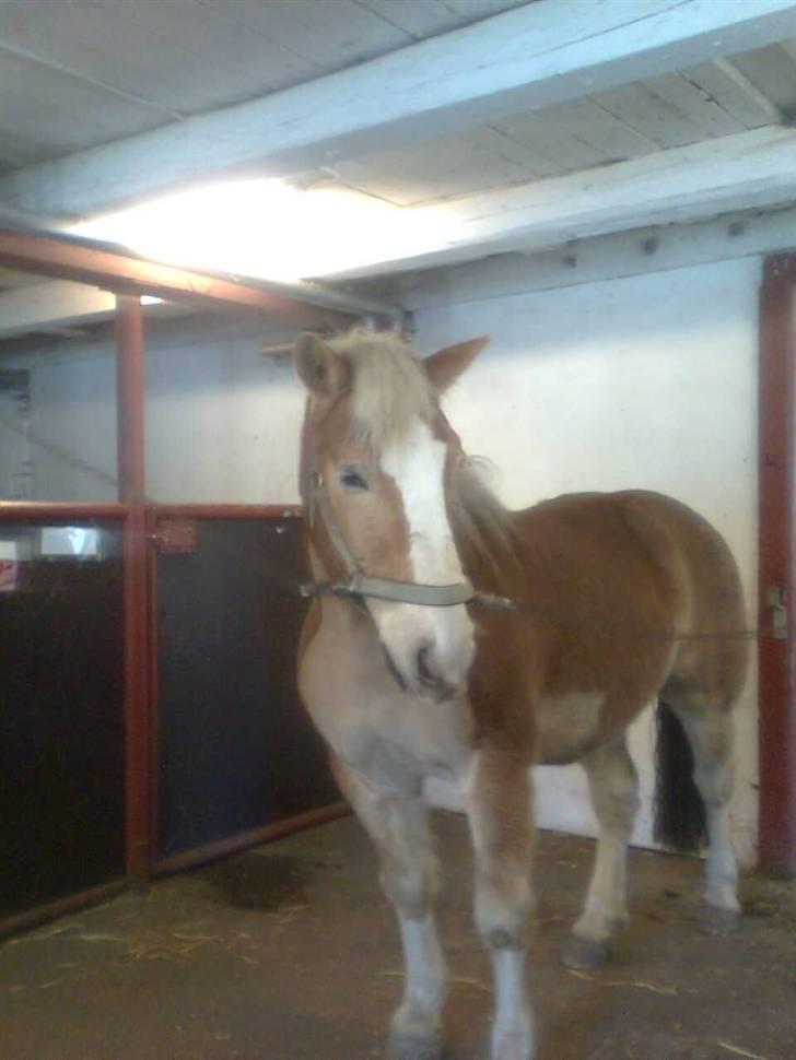 Haflinger Heraues billede 4