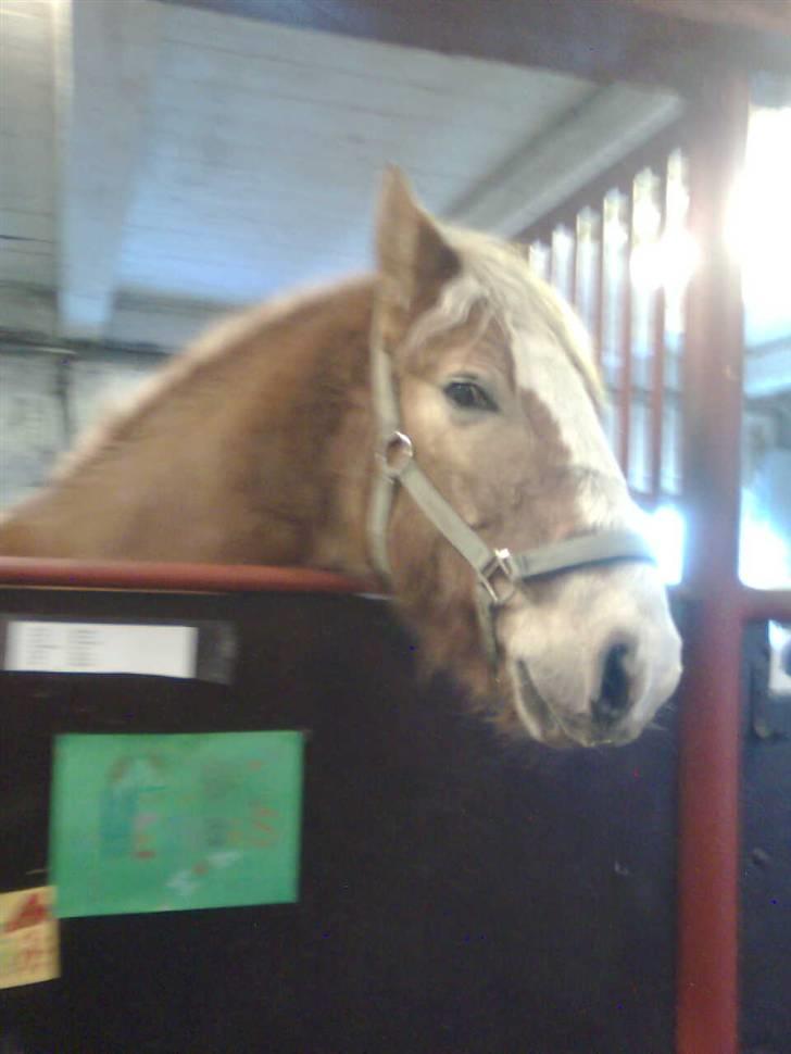 Haflinger Heraues billede 5