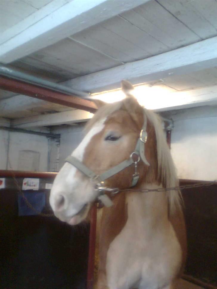 Haflinger Heraues billede 6