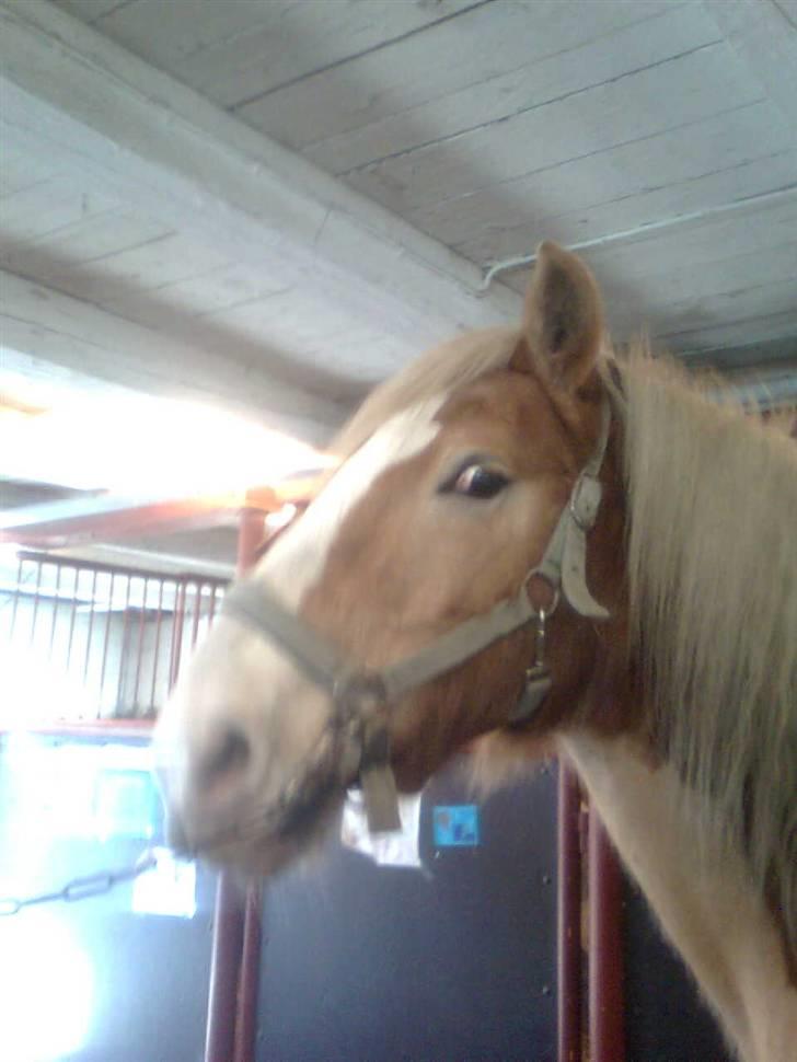Haflinger Heraues billede 7