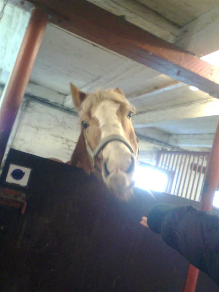 Haflinger Heraues - her tikker heraues :) billede 8