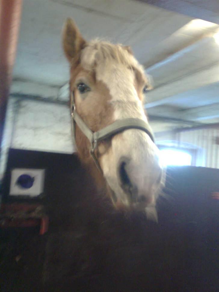 Haflinger Heraues billede 9