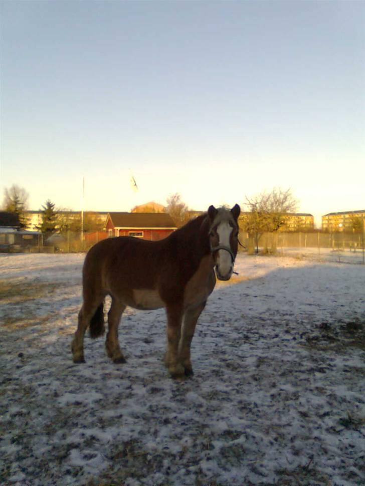 Haflinger Heraues billede 10