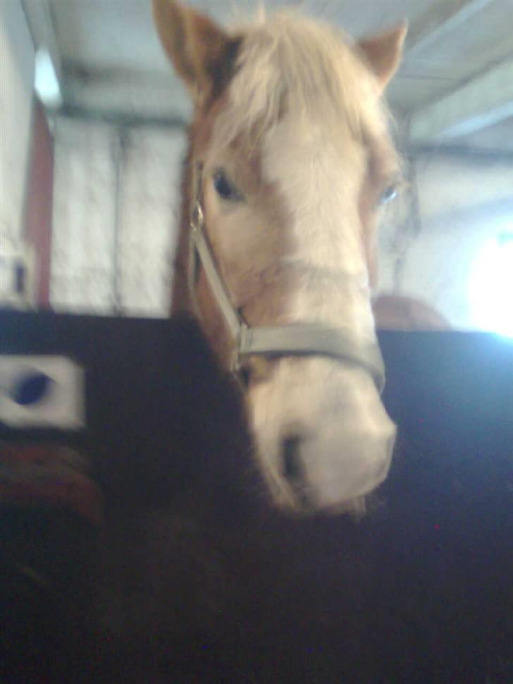 Haflinger Heraues billede 11