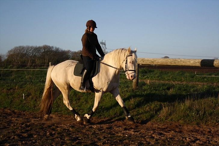 Palomino Montano - har redet - 3. træning d. 1 maj 2010. første gang udenfor, så han var lidt spændt (: fotograf: Pia billede 3