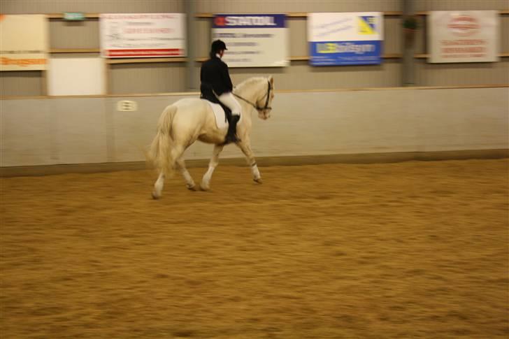 Palomino Montano - har redet - 4. stævne i TRK . fotograf: Line billede 4