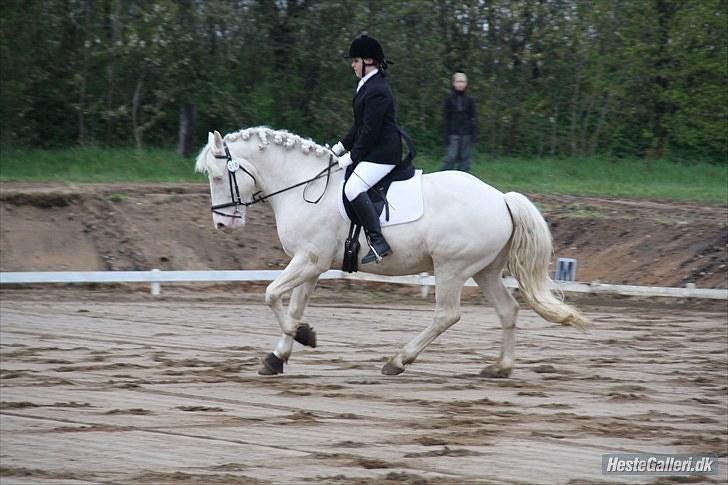 Palomino Montano - har redet - 5. stævne i BOOR, LC3 - 3.plads med 67,08% dejlige hest! billede 5