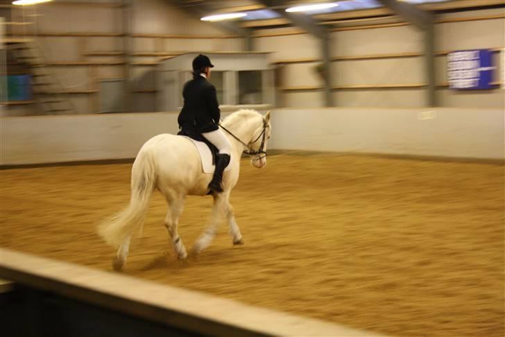 Palomino Montano - har redet - 6. stævne i TRK . fotograf: Line billede 6