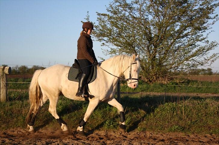 Palomino Montano - har redet - 7. træning d. 1 maj 2010. første gang udenfor, så han var lidt spændt (: fotograf: Pia billede 7