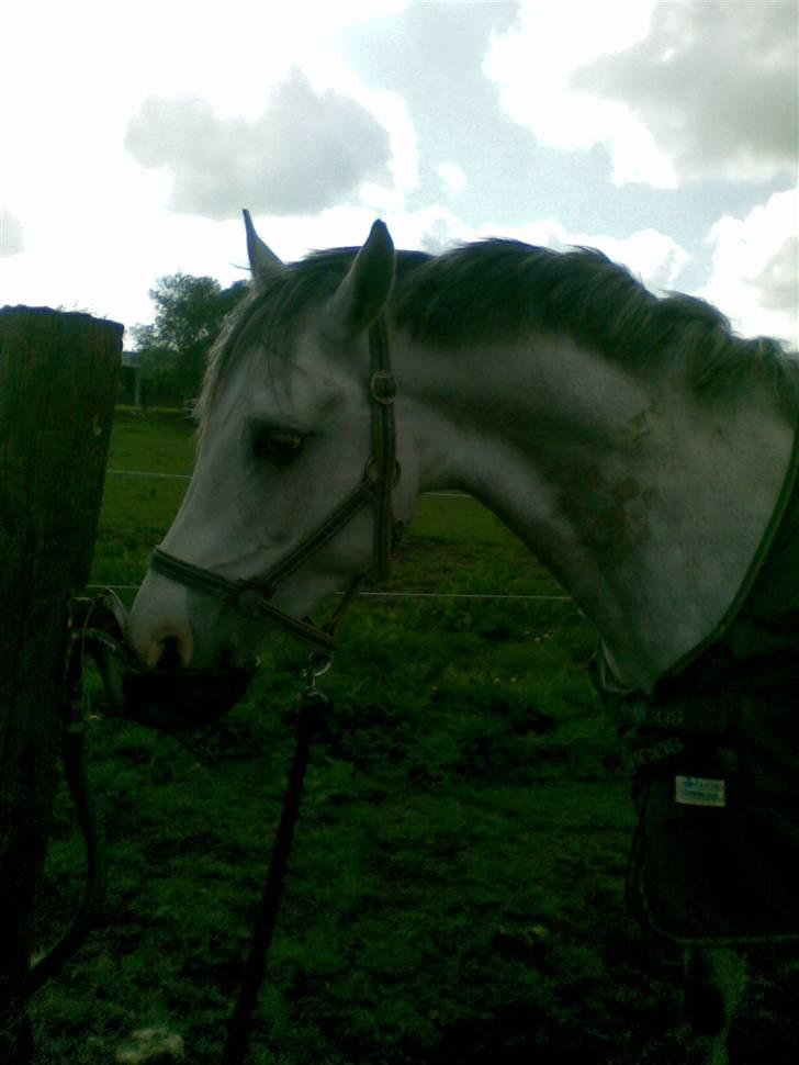 Anden særlig race Malcolm<'3 - Altid godt med lidt at drikke ;D <´3 billede 15