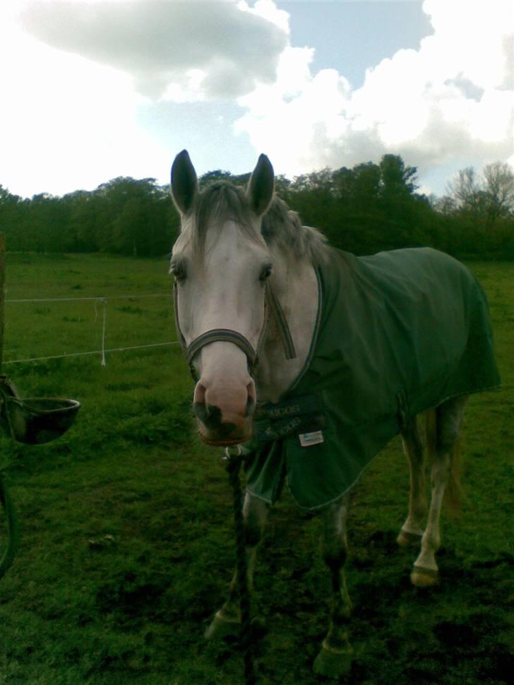 Anden særlig race Malcolm<'3 - På vej ind fra marke ;b  billede 16