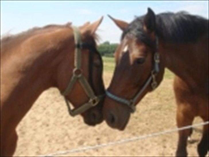 New Forest Simba  - Simba og hans bedste ven på folden.  Foto: Helle Poulsen. billede 18