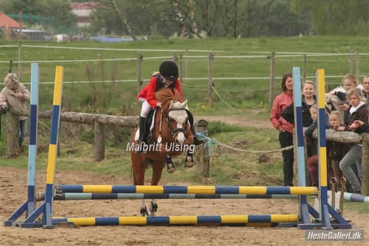 Welsh Mountain (sec A) Lady solgt :'( billede 16