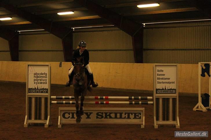 New Forest Simba  - Simbabassen og jeg til stævne på Boller rideklub. Foto: Anne Krogh. billede 19