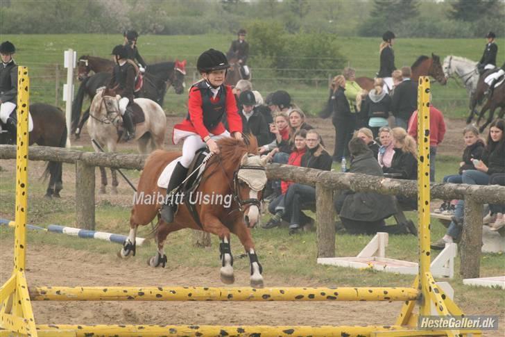Welsh Mountain (sec A) Lady solgt :'( billede 17