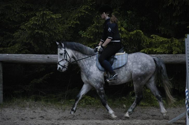 New Forest Firfod Filejs* Springer* SOLGT - Nr. 2 Til træning på RIF(: <3 billede 2