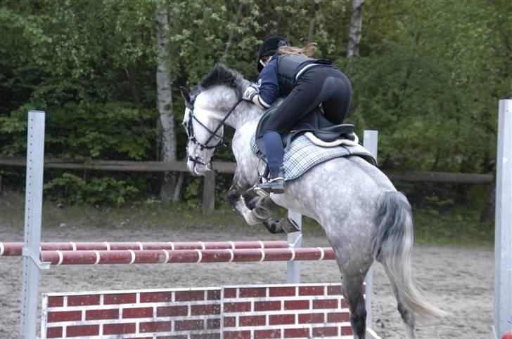 New Forest Firfod Filejs* Springer* SOLGT - Nr. 3 til spring træning ( 90cm) <3 billede 3