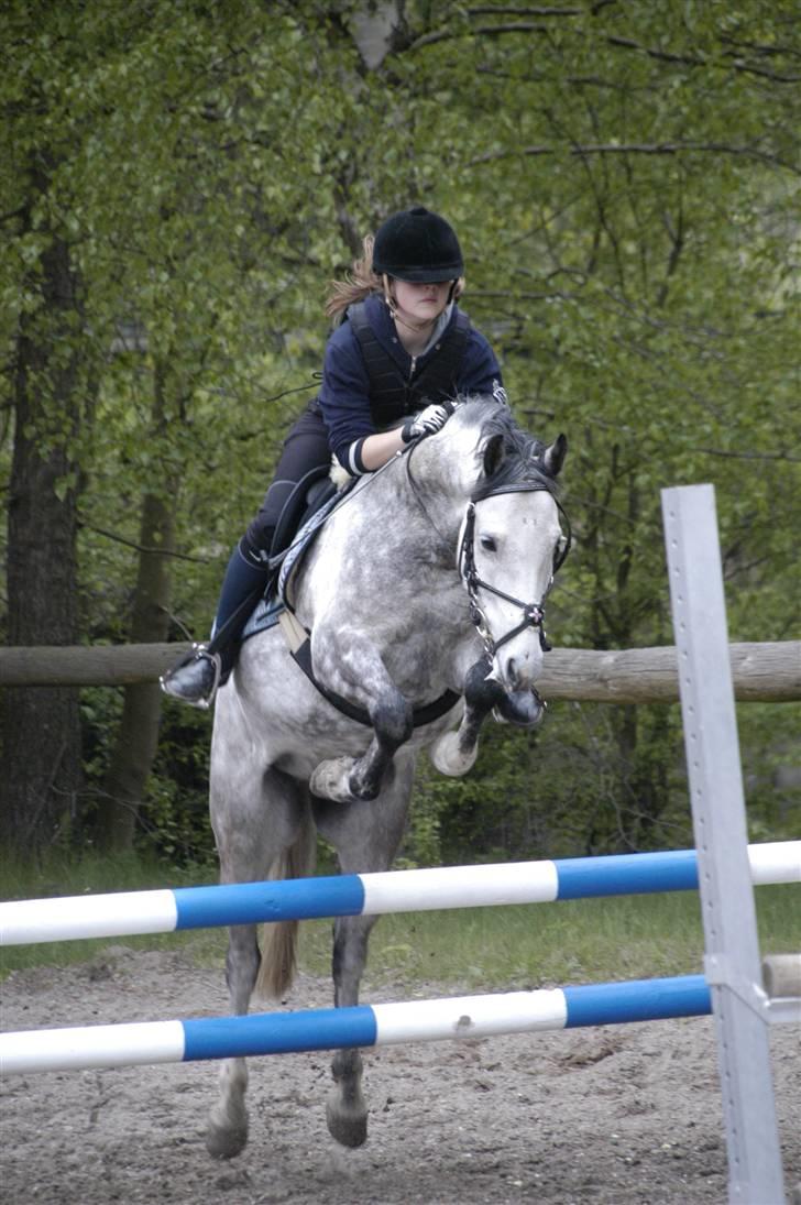 New Forest Firfod Filejs* Springer* SOLGT - Nr. 4 til spring træning ( 90cm) <3 billede 4