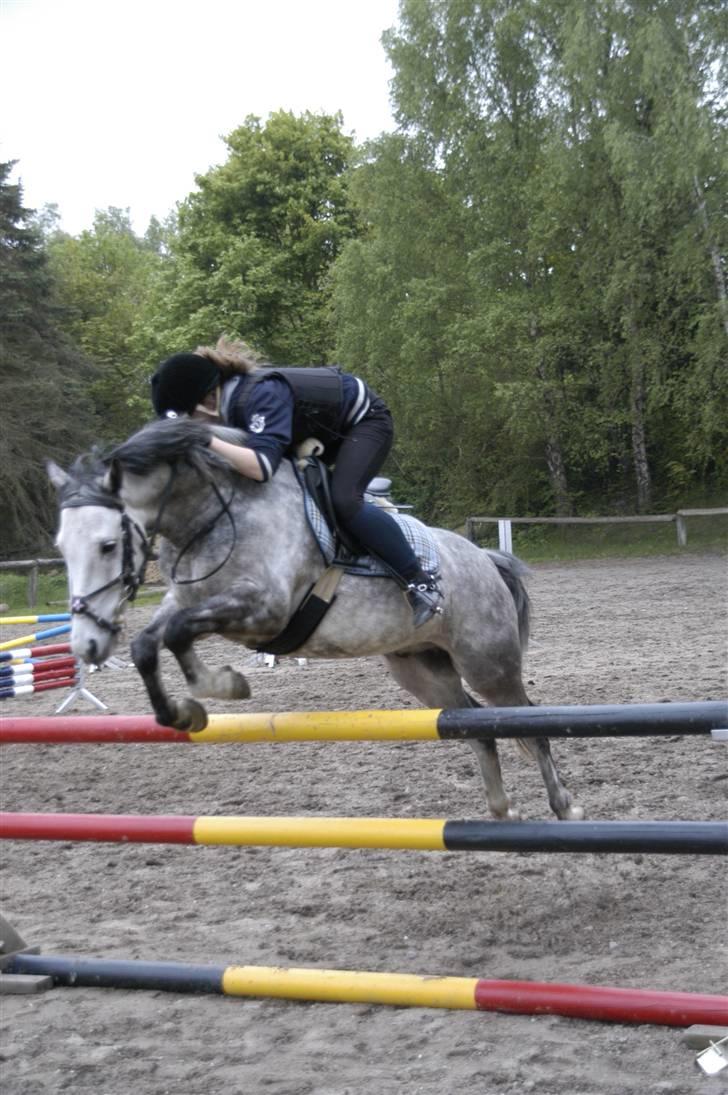 New Forest Firfod Filejs* Springer* SOLGT - Nr. 5 til spring træning ( 105cm) <3 billede 5