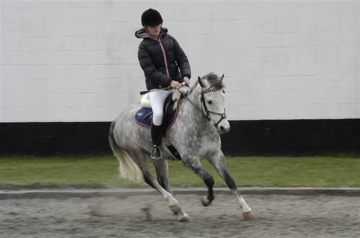 New Forest Firfod Filejs* Springer* SOLGT - Nr. 6 Til spring stævne på NSR (: <3 billede 6