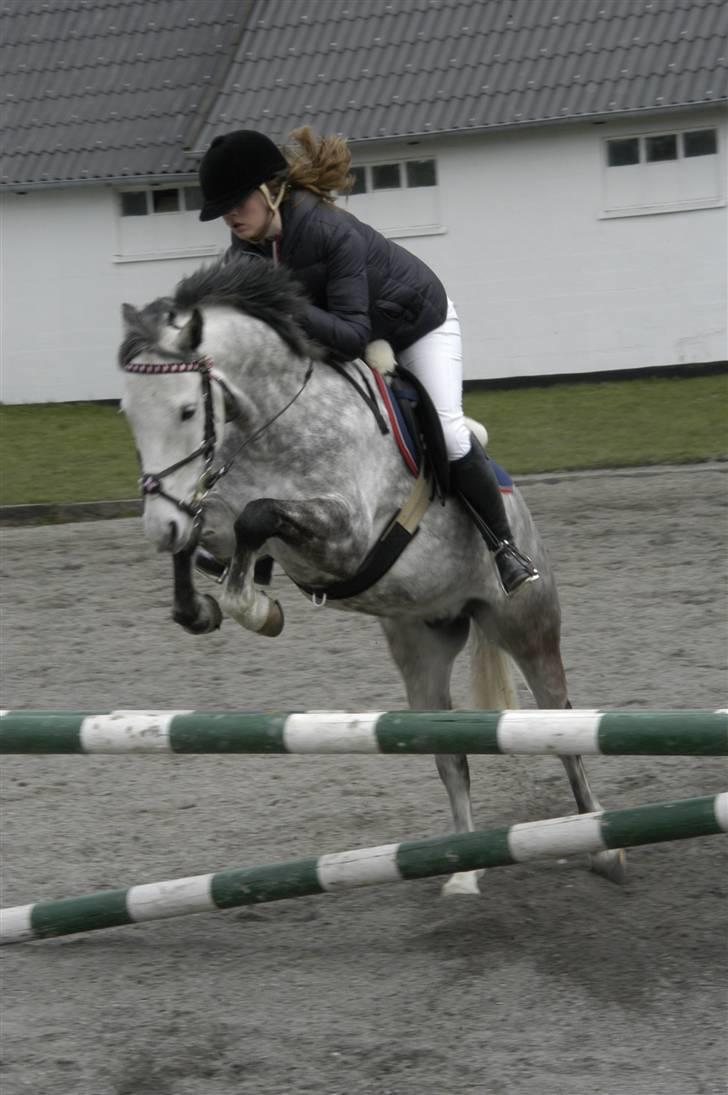 New Forest Firfod Filejs* Springer* SOLGT - Nr. 7  Til spring stævne på NSR (: <3 billede 7