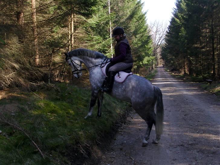 New Forest Firfod Filejs* Springer* SOLGT - Nr. 8  i skoven med rikke (: <3 billede 8