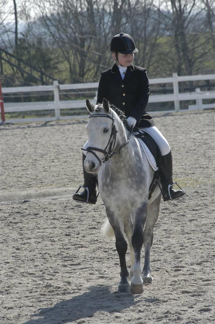 New Forest Firfod Filejs* Springer* SOLGT - Nr. 9 til dressuer stævne på HSK (:  ( med rikke) <3 billede 9