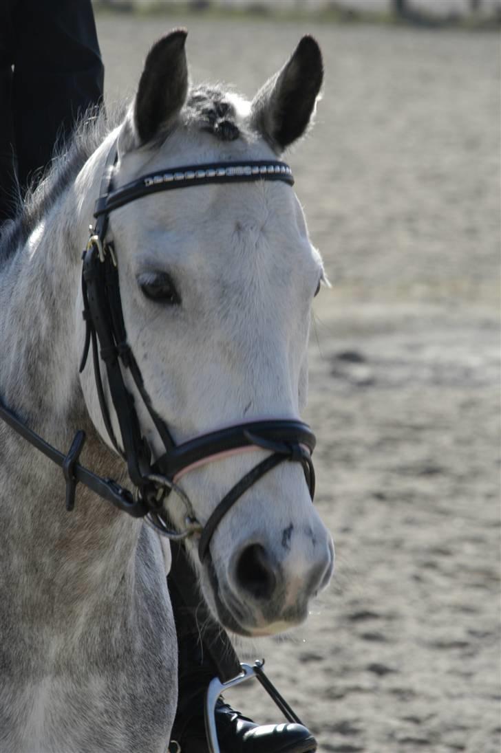 New Forest Firfod Filejs* Springer* SOLGT - Nr. 10  til dressuer stævne på HSK (:  ( med rikke) <3 billede 10