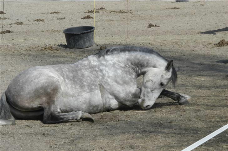 New Forest Firfod Filejs* Springer* SOLGT - Nr. 11 på fold (: <3 billede 11