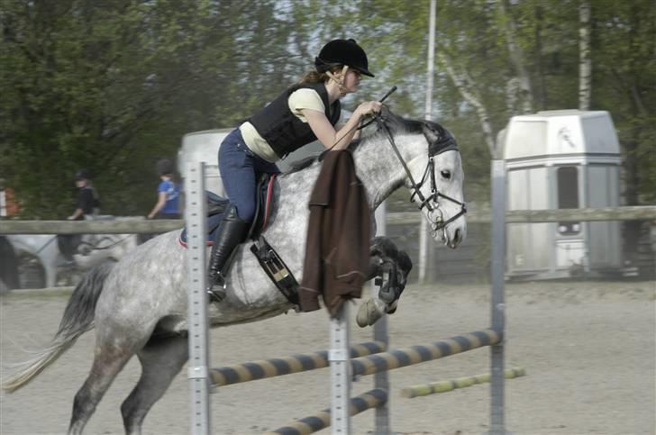 New Forest Firfod Filejs* Springer* SOLGT - Nr. 13 til spring træning ( 90cm) <3 billede 13