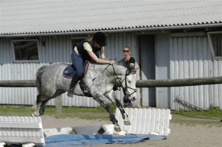 New Forest Firfod Filejs* Springer* SOLGT - Nr.  14 til spring træning ( vand) <3 billede 14