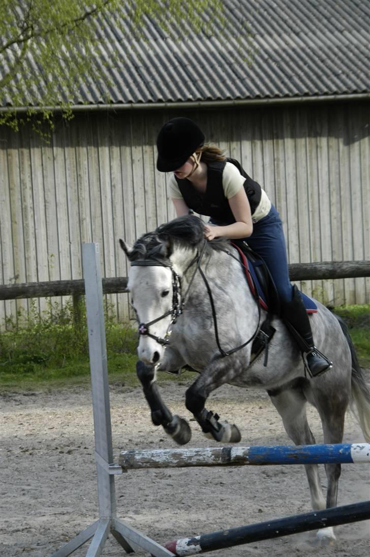 New Forest Firfod Filejs* Springer* SOLGT - Nr. 15 til spring træning ( 70cm) <3 billede 15