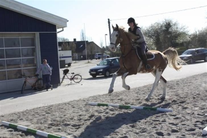 Gelderland Raffe ( Wilm dalmsholte) - spring undervisning. billede 5