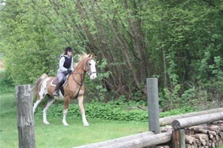 Gelderland Raffe ( Wilm dalmsholte) - grusgraven billede 9