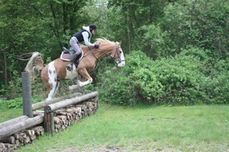 Gelderland Raffe ( Wilm dalmsholte) - grusgraven billede 12