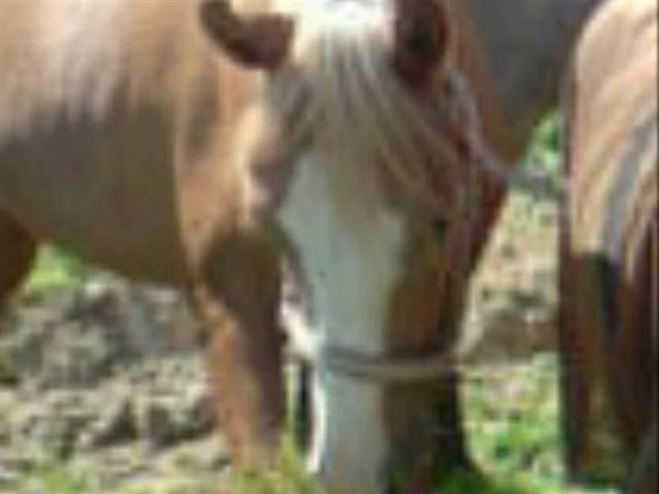 DSP Kentris Afrodite SRSDH billede 3