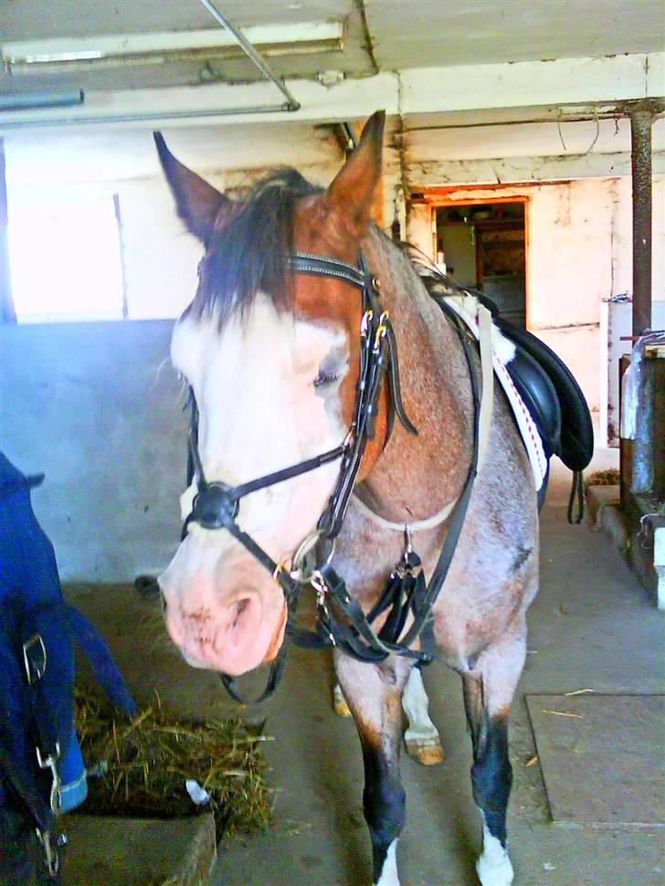 Anden særlig race twist solgt og savnet billede 3