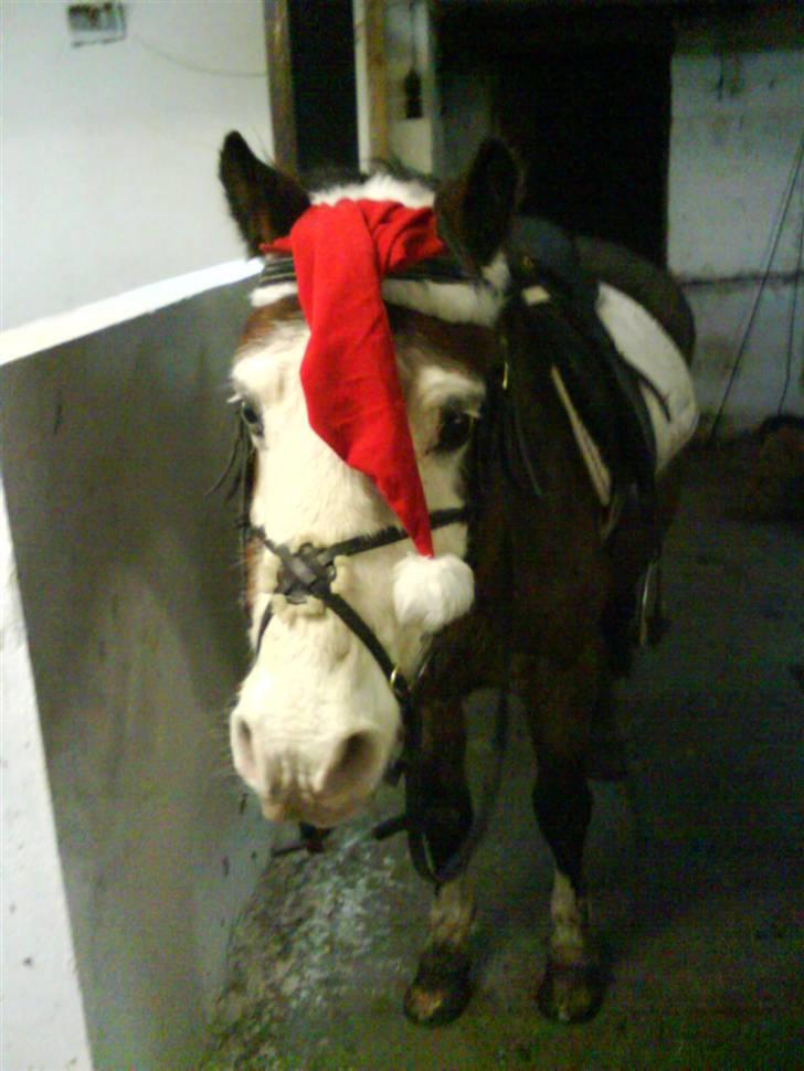 Anden særlig race twist solgt og savnet billede 4