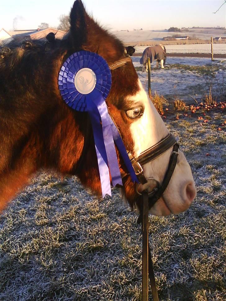 Anden særlig race twist solgt og savnet billede 10