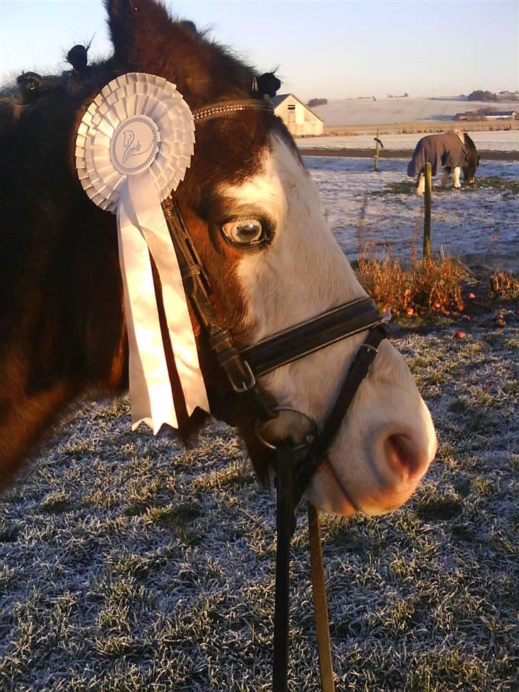 Anden særlig race twist solgt og savnet billede 11