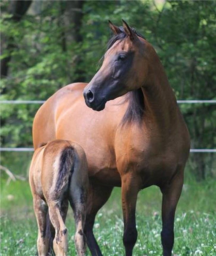 Arabisk fuldblod (OX) Copacabana - Coco og Chanel sommeren 2010. Billedet er taget af Charlotte fra Davidson Arabians billede 15