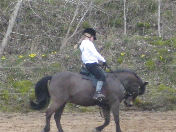 Anden særlig race Haugaards Frederik billede 3