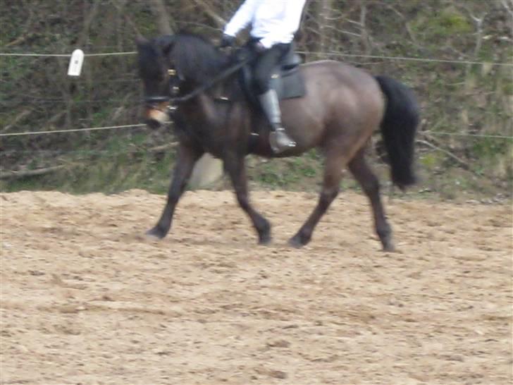 Anden særlig race Haugaards Frederik billede 4