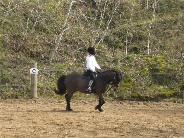 Anden særlig race Haugaards Frederik billede 5