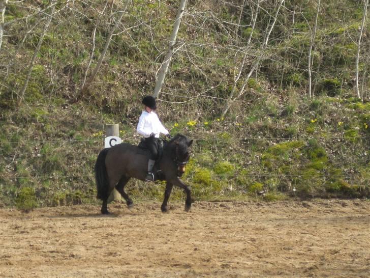 Anden særlig race Haugaards Frederik billede 6
