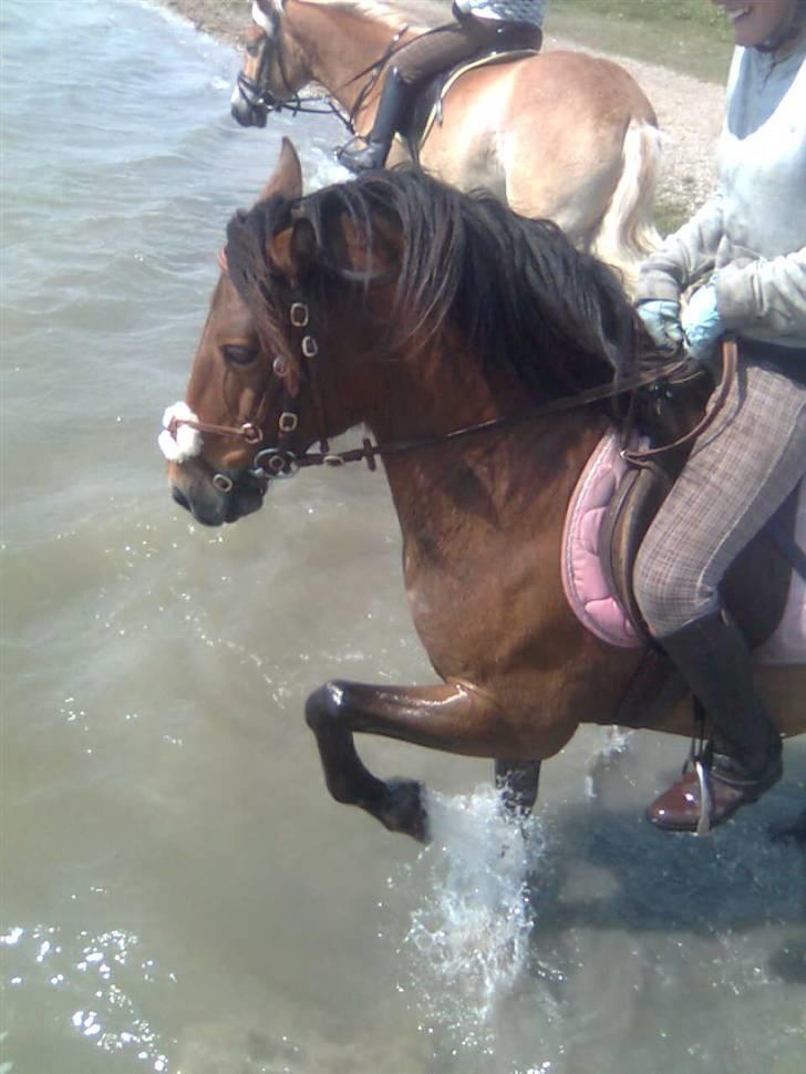Anden særlig race Brune - Brune i vandet og hun plasker helt vildt !!<3 billede 11