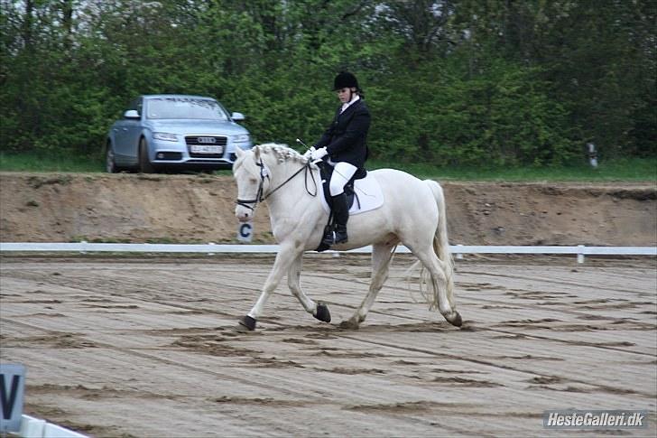 Palomino Montano - har redet - 9. stævne i BOOR, LC3 - 3.plads med 67,08% dejlige hest! billede 9